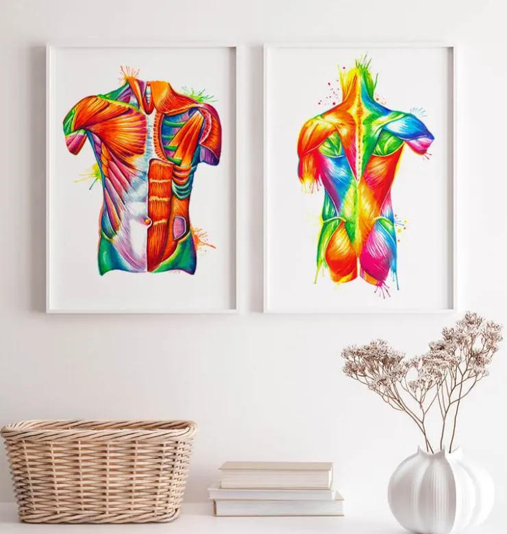 Torso Anatomie - Aquarell | Codex Anatomicus Best