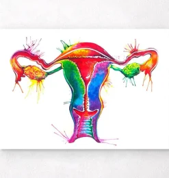 Uterus Anatomie - Aquarell | Codex Anatomicus Discount