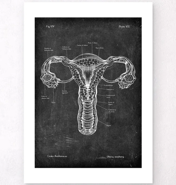Uterus Anatomie - Chalkboard | Codex Anatomicus New