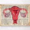 Uterus Anatomie - Wörterbuch | Codex Anatomicus Outlet