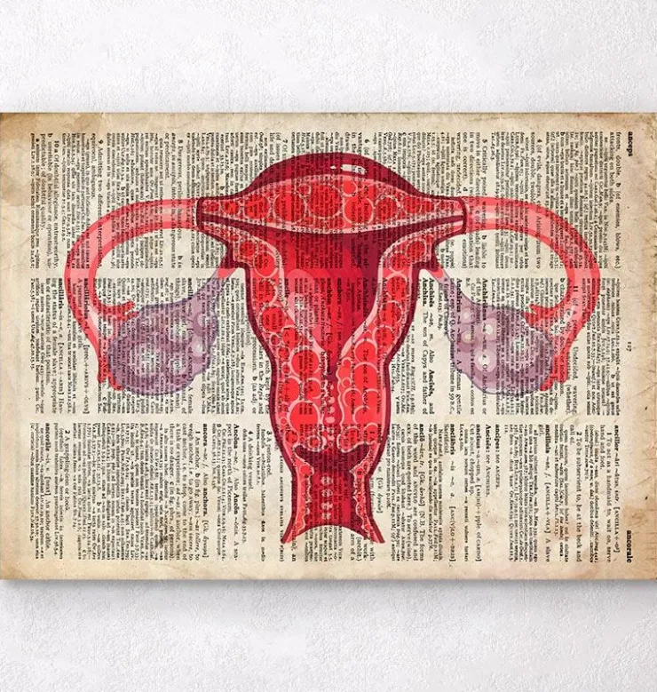 Uterus Anatomie - Wörterbuch | Codex Anatomicus Outlet