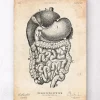 Verdauungssystem II | Codex Anatomicus Discount