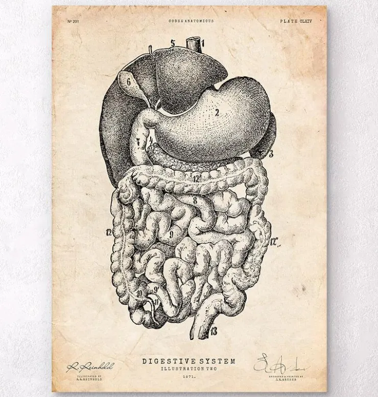 Verdauungssystem II | Codex Anatomicus Discount