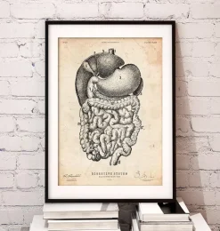 Verdauungssystem II | Codex Anatomicus Discount