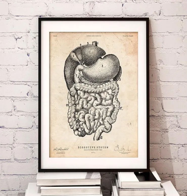 Verdauungssystem II | Codex Anatomicus Discount