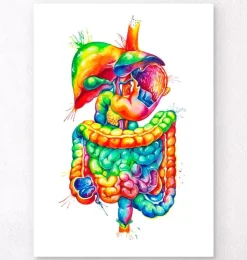 Verdauungssystems Anatomie - Aquarell | Codex Anatomicus Discount