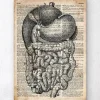 Verdauungssystems Anatomie - Altes Wörterbuch | Codex Anatomicus Best