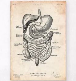 Verdauungstrakt | Codex Anatomicus Outlet