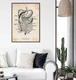 Verdauungstrakt | Codex Anatomicus Outlet