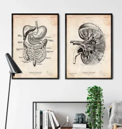 Verdauungstrakt | Codex Anatomicus Outlet