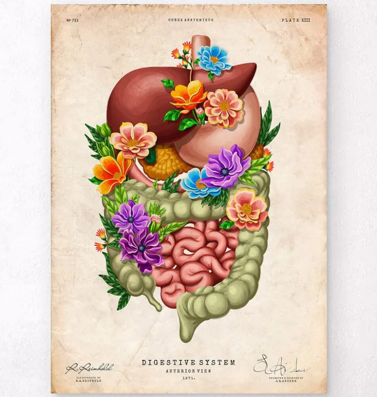 Verdauungstrakt - Floral - Vintage | Codex Anatomicus Hot