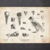 Vogel - Schädel und ein Skelett | Codex Anatomicus Hot