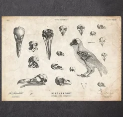 Vogel - Schädel und ein Skelett | Codex Anatomicus Hot