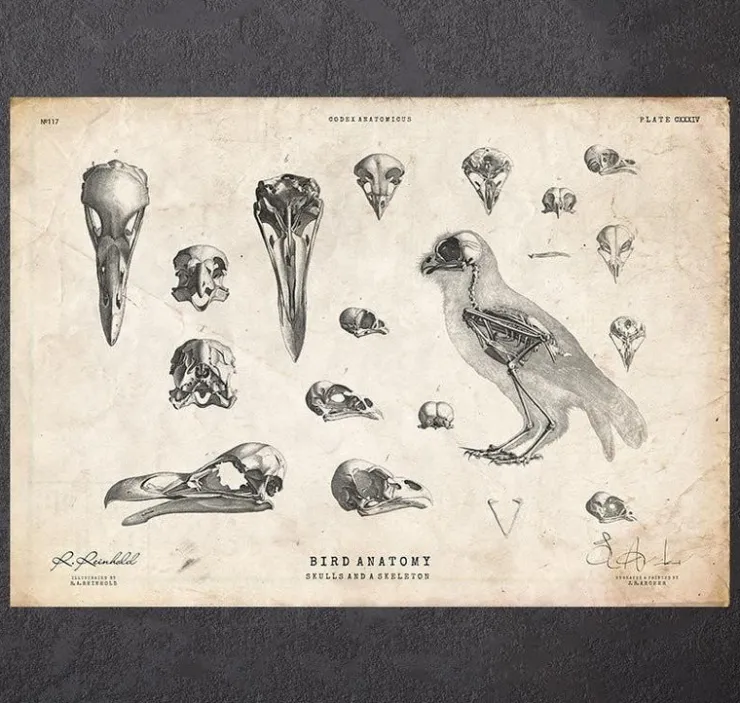 Vogel - Schädel und ein Skelett | Codex Anatomicus Hot
