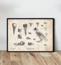 Vogel - Schädel und ein Skelett | Codex Anatomicus Hot