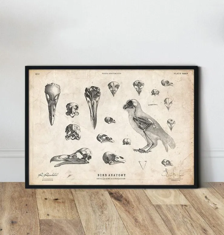 Vogel - Schädel und ein Skelett | Codex Anatomicus Hot