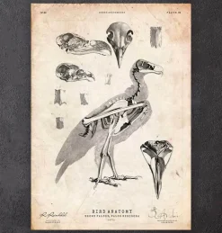 Vogel Anatomie - Falke | Codex Anatomicus New