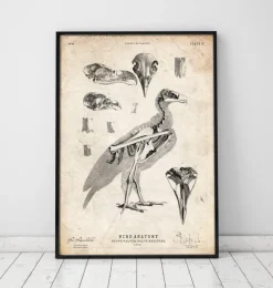Vogel Anatomie - Falke | Codex Anatomicus New