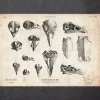 Vogelschädel Kunst | Codex Anatomicus Clearance