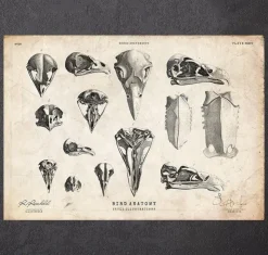 Vogelschädel Kunst | Codex Anatomicus Clearance