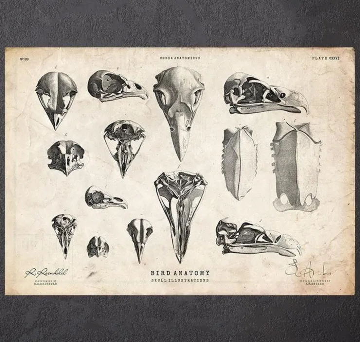Vogelschädel Kunst | Codex Anatomicus Clearance