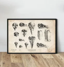 Vogelschädel Kunst | Codex Anatomicus Clearance
