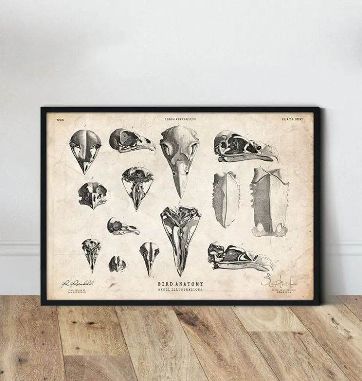 Vogelschädel Kunst | Codex Anatomicus Clearance