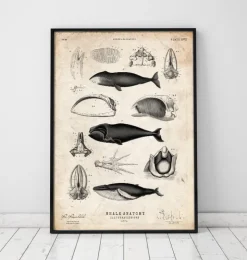 Wal Anatomie | Codex Anatomicus Outlet