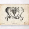 Weibliche Beckenanatomiekunst | Codex Anatomicus Online