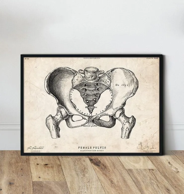 Weibliche Beckenanatomiekunst | Codex Anatomicus Online