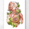 Weibliche Körper Anatomie - Weiß | Codex Anatomicus Best