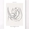 Weibliches Harnsystem - Line-Art | Codex Anatomicus Discount