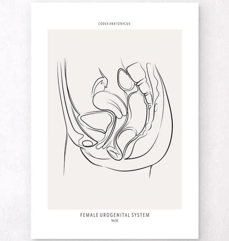 Weibliches Harnsystem - Line-Art | Codex Anatomicus Discount