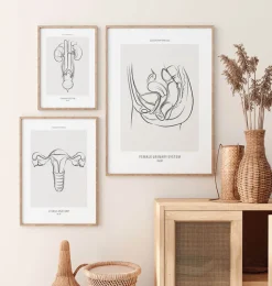 Weibliches Harnsystem - Line-Art | Codex Anatomicus Discount