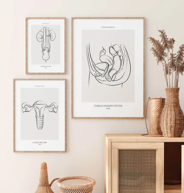 Weibliches Harnsystem - Line-Art | Codex Anatomicus Discount