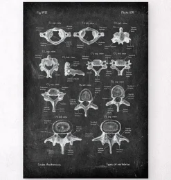 Wirbel - Chalkboard | Codex Anatomicus New