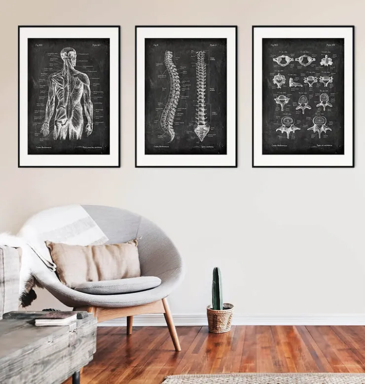 Wirbel - Chalkboard | Codex Anatomicus New