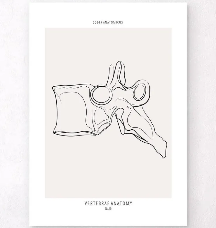 Wirbel Anatomie - Line-Art | Codex Anatomicus Sale