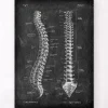 Wirbelsäule Anatomie - Chalkboard | Codex Anatomicus Clearance