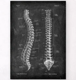 Wirbelsäule Anatomie - Chalkboard | Codex Anatomicus Clearance