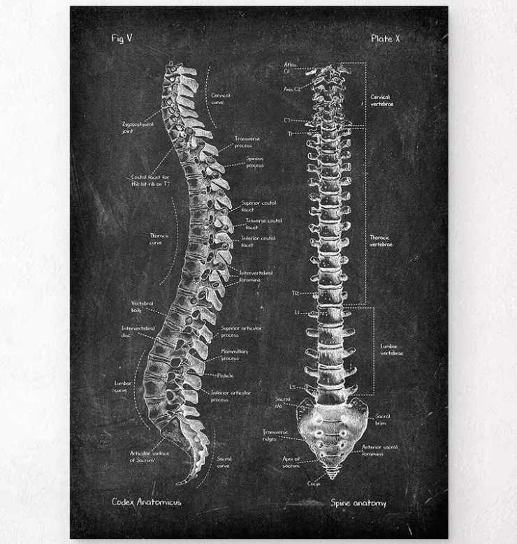 Wirbelsäule Anatomie - Chalkboard | Codex Anatomicus Clearance