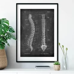 Wirbelsäule Anatomie - Chalkboard | Codex Anatomicus Clearance