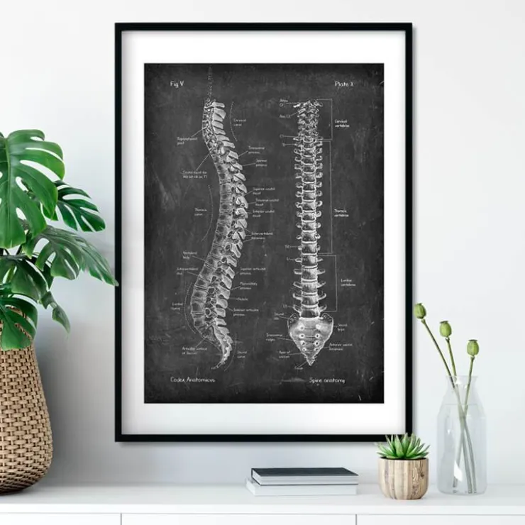 Wirbelsäule Anatomie - Chalkboard | Codex Anatomicus Clearance