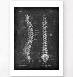 Wirbelsäule Anatomie - Chalkboard | Codex Anatomicus Clearance