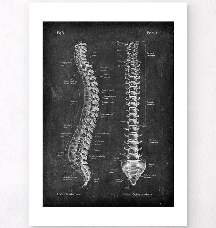 Wirbelsäule Anatomie - Chalkboard | Codex Anatomicus Clearance