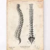 Wirbelsäule Anatomie Diagramm | Codex Anatomicus Clearance
