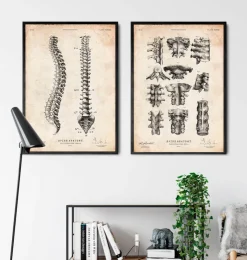 Wirbelsäule Anatomie Diagramm | Codex Anatomicus Clearance