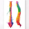 Wirbelsäule Anatomuie - Aquarell | Codex Anatomicus Outlet
