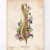 Wirbelsäulen Anatomie - Blumen - Altes Papier | Codex Anatomicus Hot