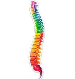 Wirbelsäulen Anatomie Aufkleber - Aquarell | Codex Anatomicus Outlet